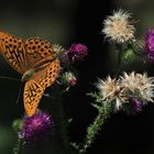 Kaisermantel männl. auf Kratzdistel