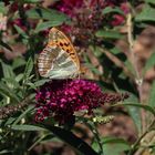 Kaisermantel oder Silberstrich (Argynnis paphia)