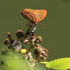 Kaisermantel oder Silberstrich (Argynnis paphia)