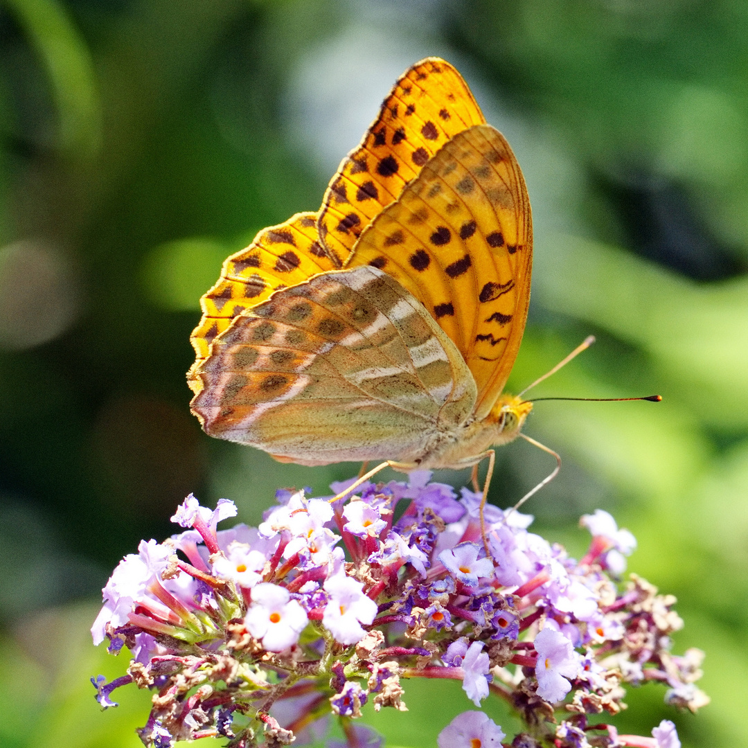 Kaisermantel oder Silberstrich (Argynnis paphia)