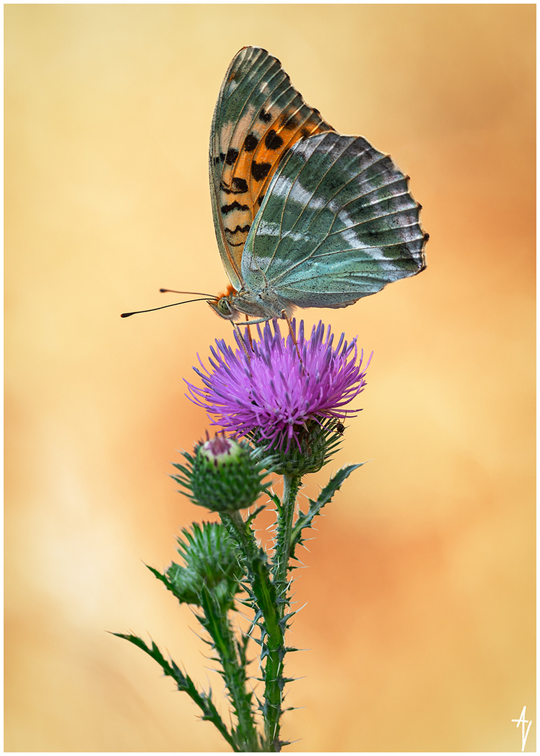 Kaisermantel oder Silberstrich (Argynnis paphia)