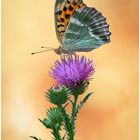 Kaisermantel oder Silberstrich (Argynnis paphia)