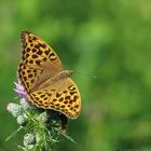 Kaisermantel oder Silberstrich (Argynnis paphia) 