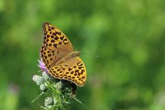 Kaisermantel oder Silberstrich (Argynnis paphia) 