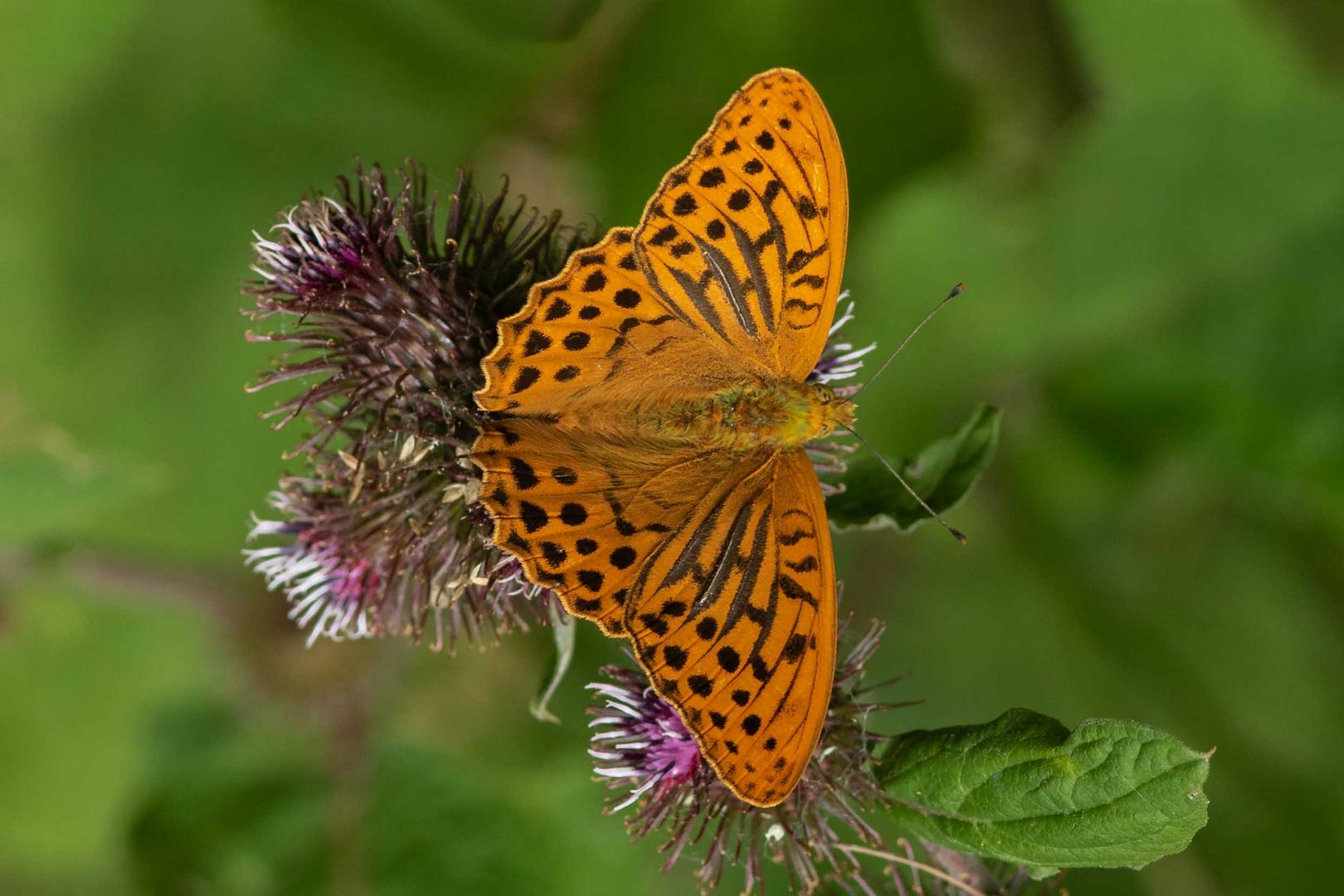 Kaisermantel oder Silberstrich (Argynnis paphia)