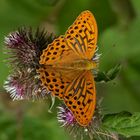 Kaisermantel oder Silberstrich (Argynnis paphia)