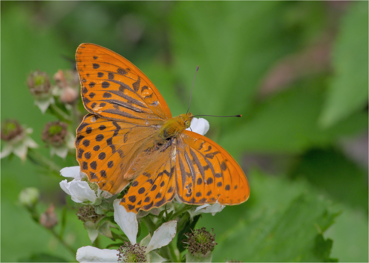 Kaisermantel oder Silberstrich (Argynnis paphia)