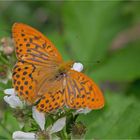 Kaisermantel oder Silberstrich (Argynnis paphia)