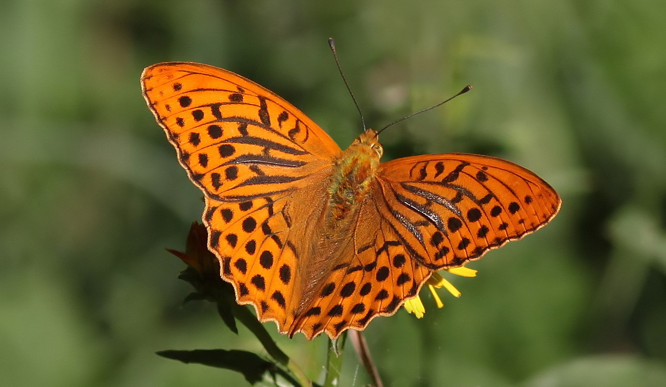 Kaisermantel oder Silberstrich (Argynnis paphia) 