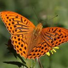 Kaisermantel oder Silberstrich (Argynnis paphia) 