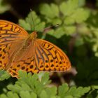 -Kaisermantel oder Silberstrich (Argynnis paphia)-