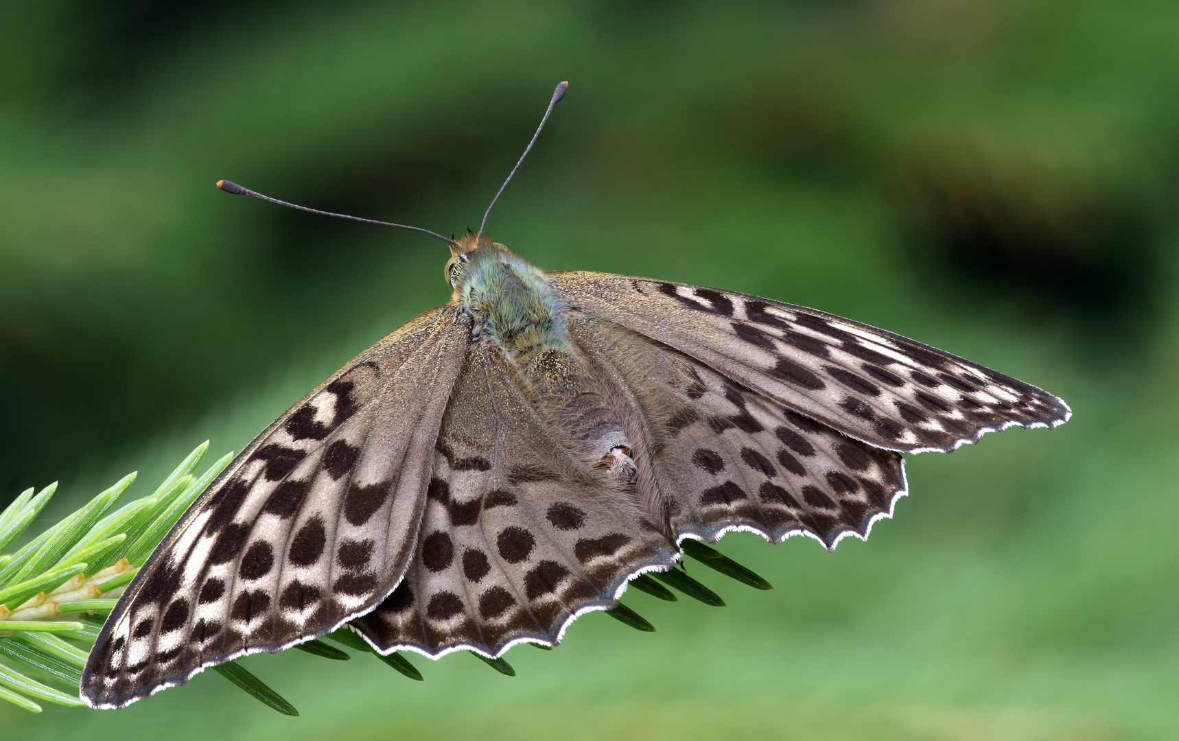 Kaisermantel oder Silberstrich (Argynnis paphia)