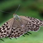 Kaisermantel oder Silberstrich (Argynnis paphia)