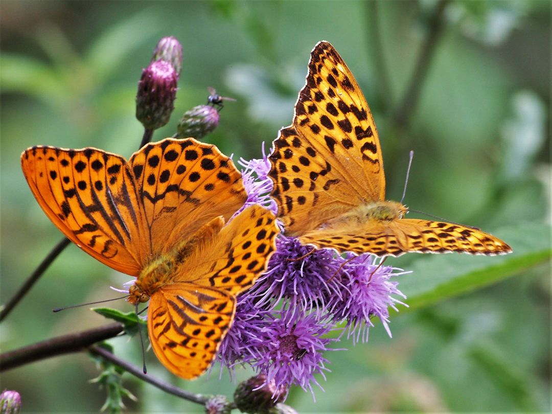  Kaisermantel oder Silberstrich (Argynnis paphia) 