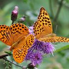  Kaisermantel oder Silberstrich (Argynnis paphia) 