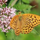 Kaisermantel or Silver-washed Fritillary (Argynnis paphia)