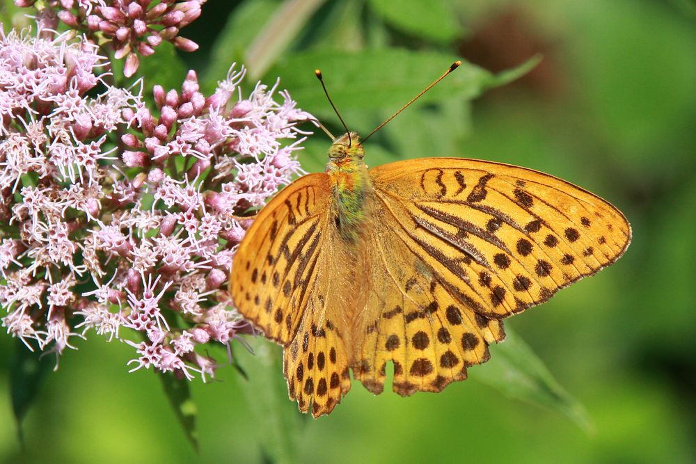 Kaisermantel or Silver-washed Fritillary (Argynnis paphia)