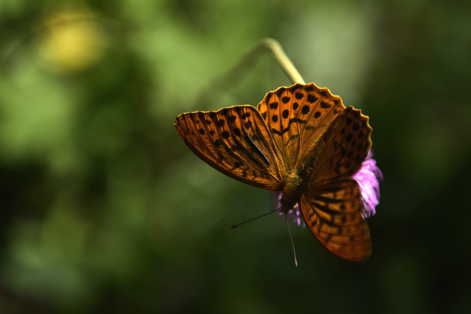 Kaisermantel Papillon