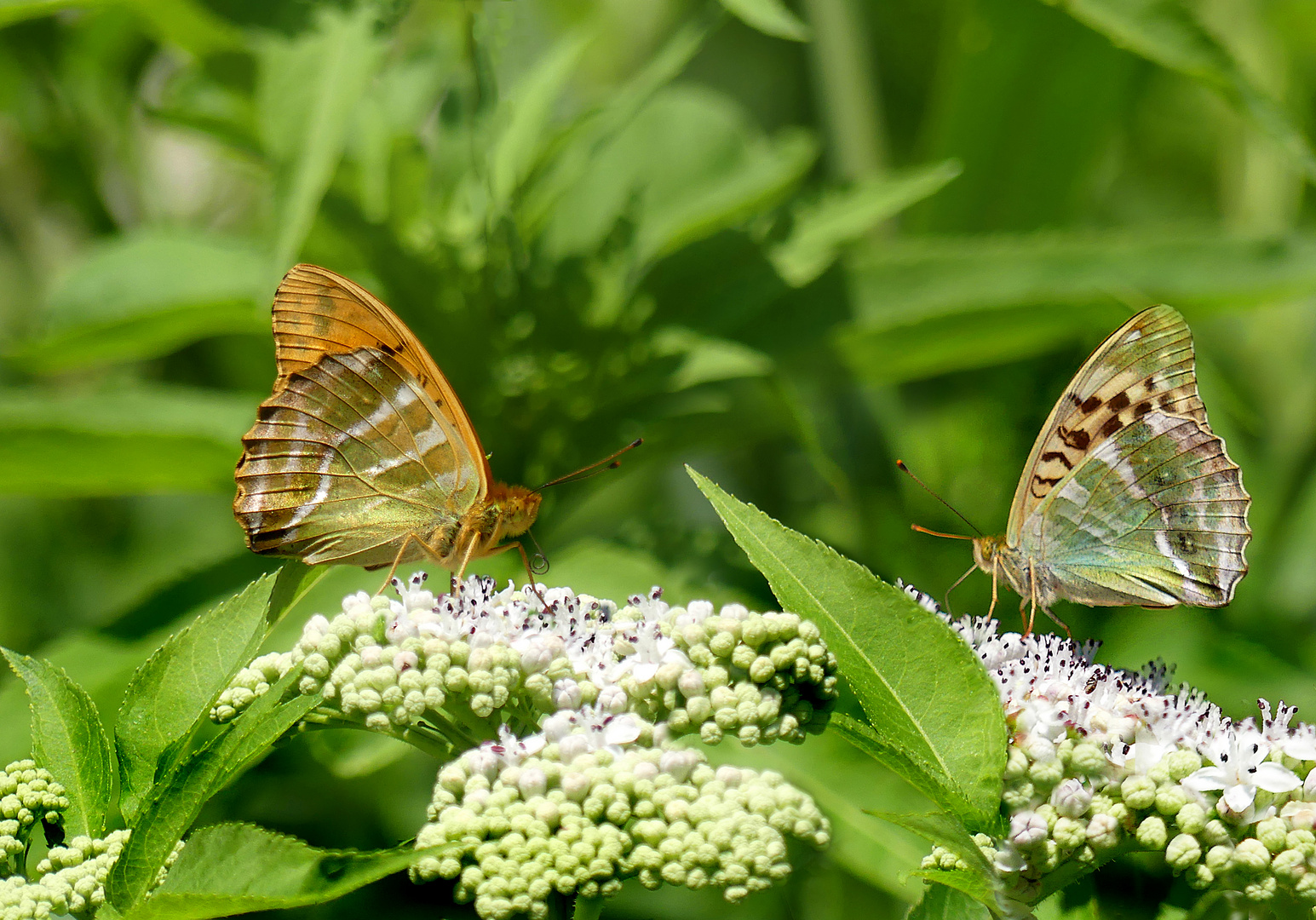 Kaisermantel, rechts Form Valesina