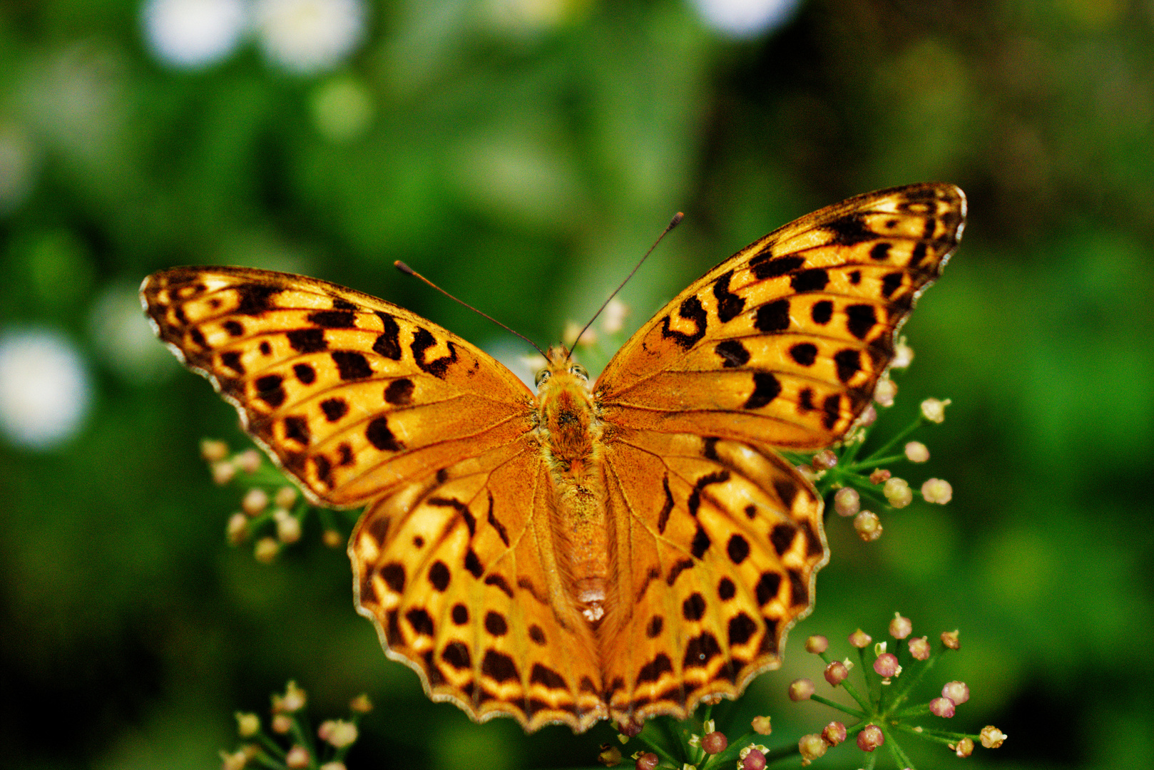 Kaisermantel-Schmetterling