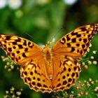 Kaisermantel-Schmetterling