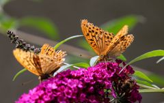 Kaisermantel Schmetterlinge