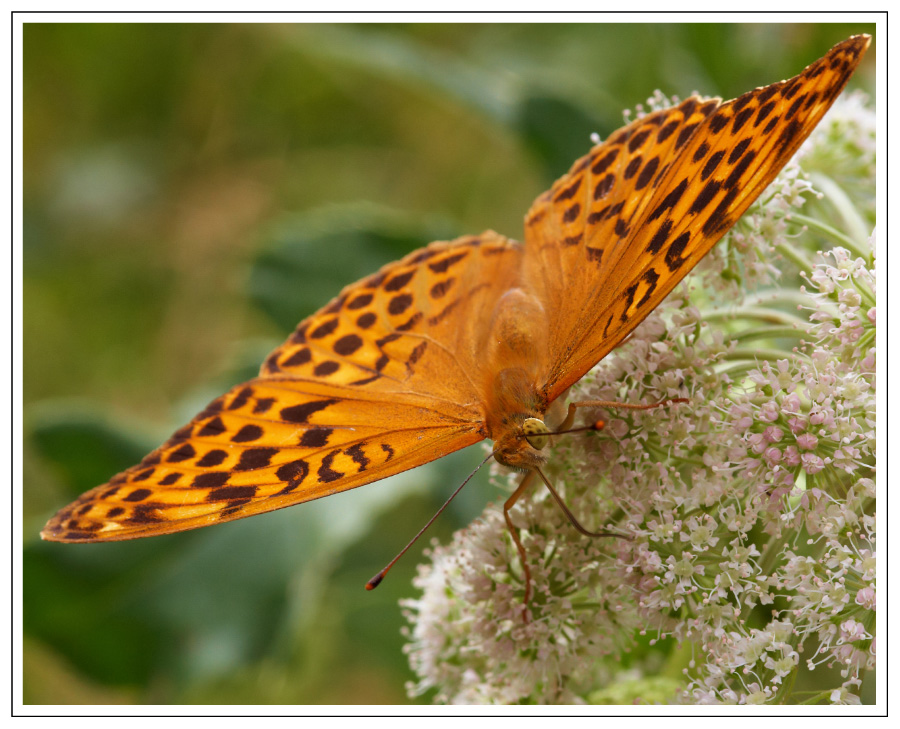 Kaisermantel, Silberstich (Argynnis paphia)