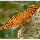 Kaisermantel, Silberstich (Argynnis paphia)