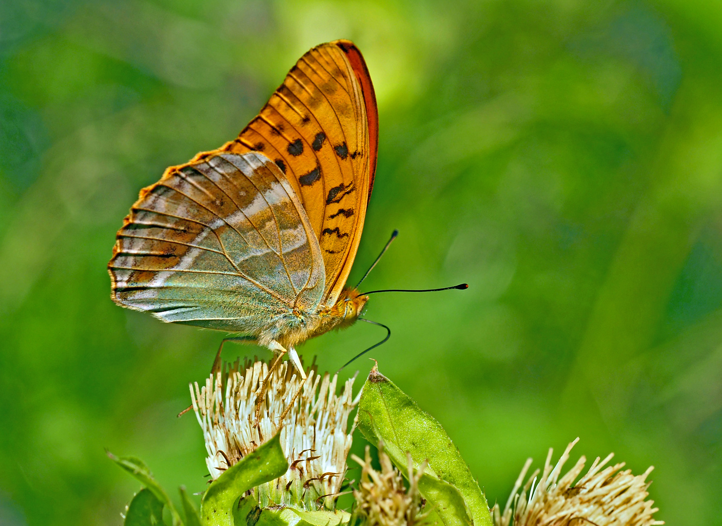 Kaisermantel, Silberstrich (Argynnis paphia) - Le Tabac d'Espagne.