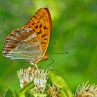 Kaisermantel, Silberstrich (Argynnis paphia) - Le Tabac d'Espagne.