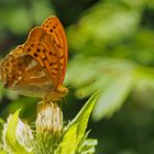 Kaisermantel, Silberstrich (Argynnis paphia) - Tabac d'Espagne. 