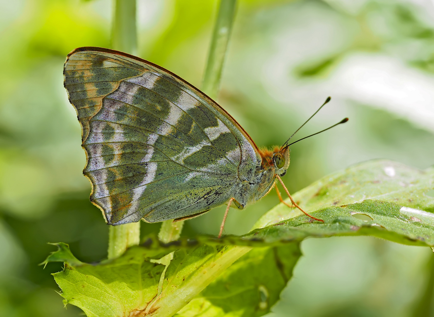 Kaisermantel, Silberstrich (Argynnis paphia) - Tabac d'Espagne.