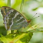 Kaisermantel, Silberstrich (Argynnis paphia) - Tabac d'Espagne.