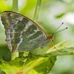 Kaisermantel, Silberstrich (Argynnis paphia) - Tabac d'Espagne.