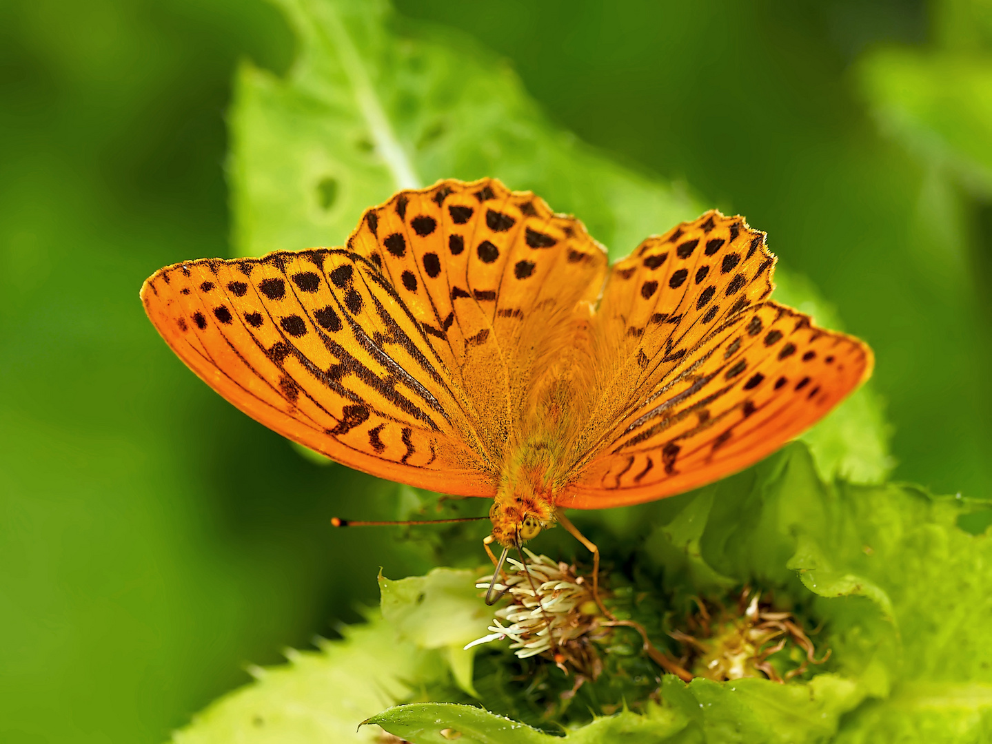 Kaisermantel, Silberstrich (Argynnis paphia) - Tabac d'Espagne. 