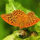 Kaisermantel, Silberstrich (Argynnis paphia) - Tabac d'Espagne. 