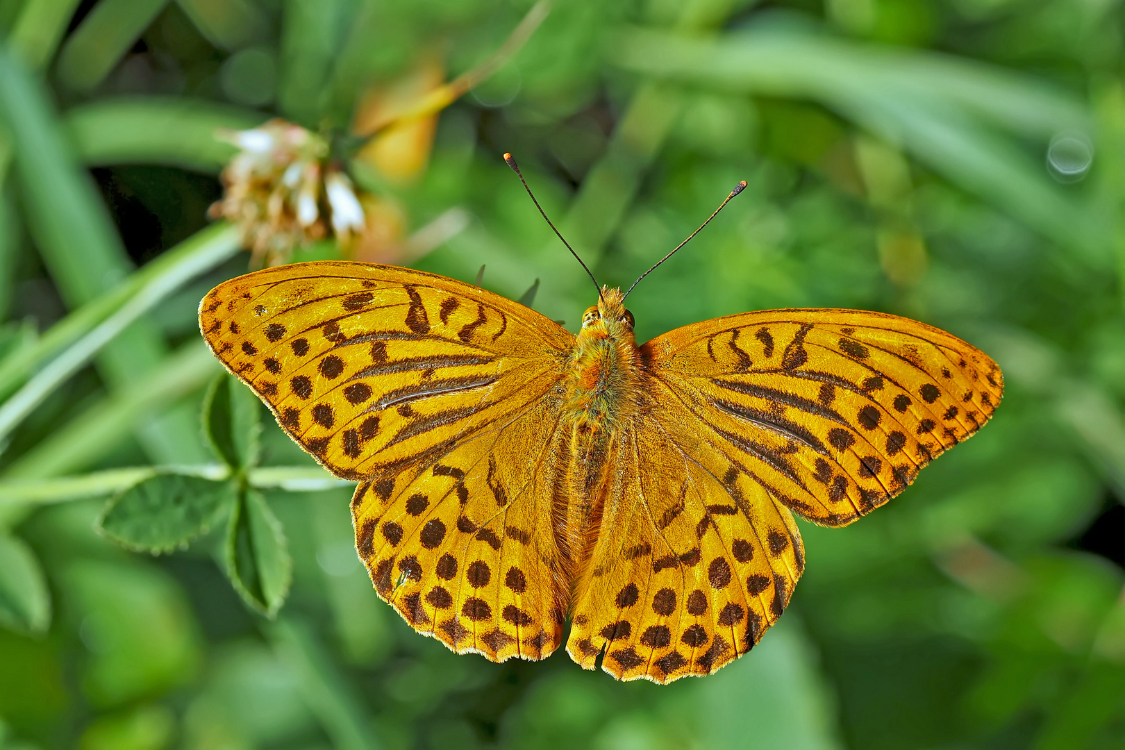 Kaisermantel, Silberstrich (Argynnis paphia) - Tabac d'Espagne.