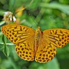 Kaisermantel, Silberstrich (Argynnis paphia) - Tabac d'Espagne.