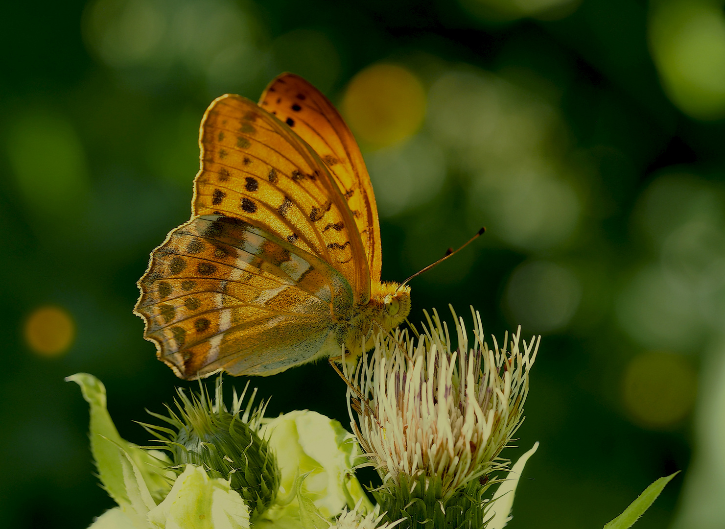 Kaisermantel, Silberstrich (Argynnis paphia) - Tabac d'Espagne. 