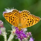 Kaisermantel / Silver-washed Fritillary (Argynnis paphia)