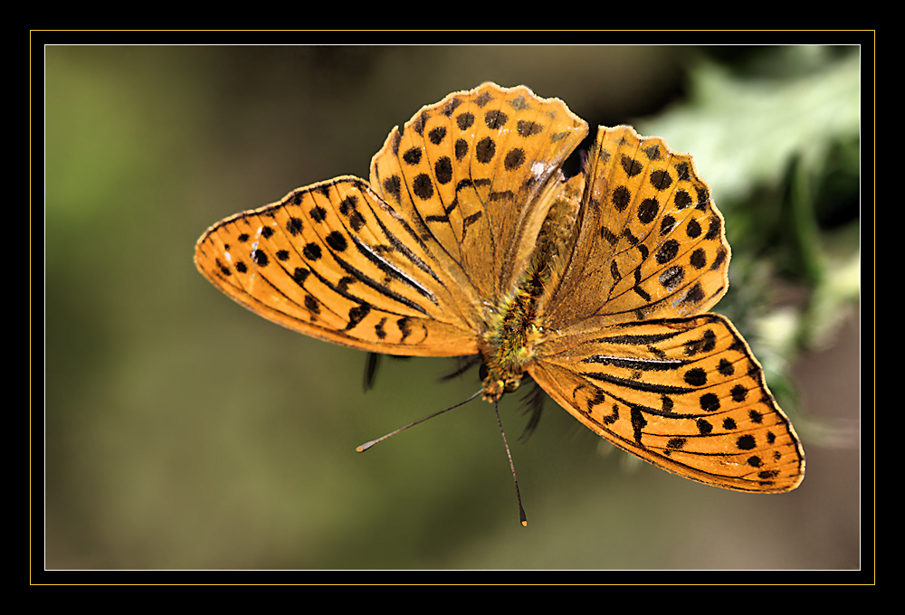 Kaisermantel  -  Silver-washed Fritillary