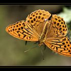 Kaisermantel  -  Silver-washed Fritillary