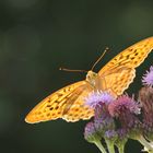 Kaisermantel tankt Sonne und Saft