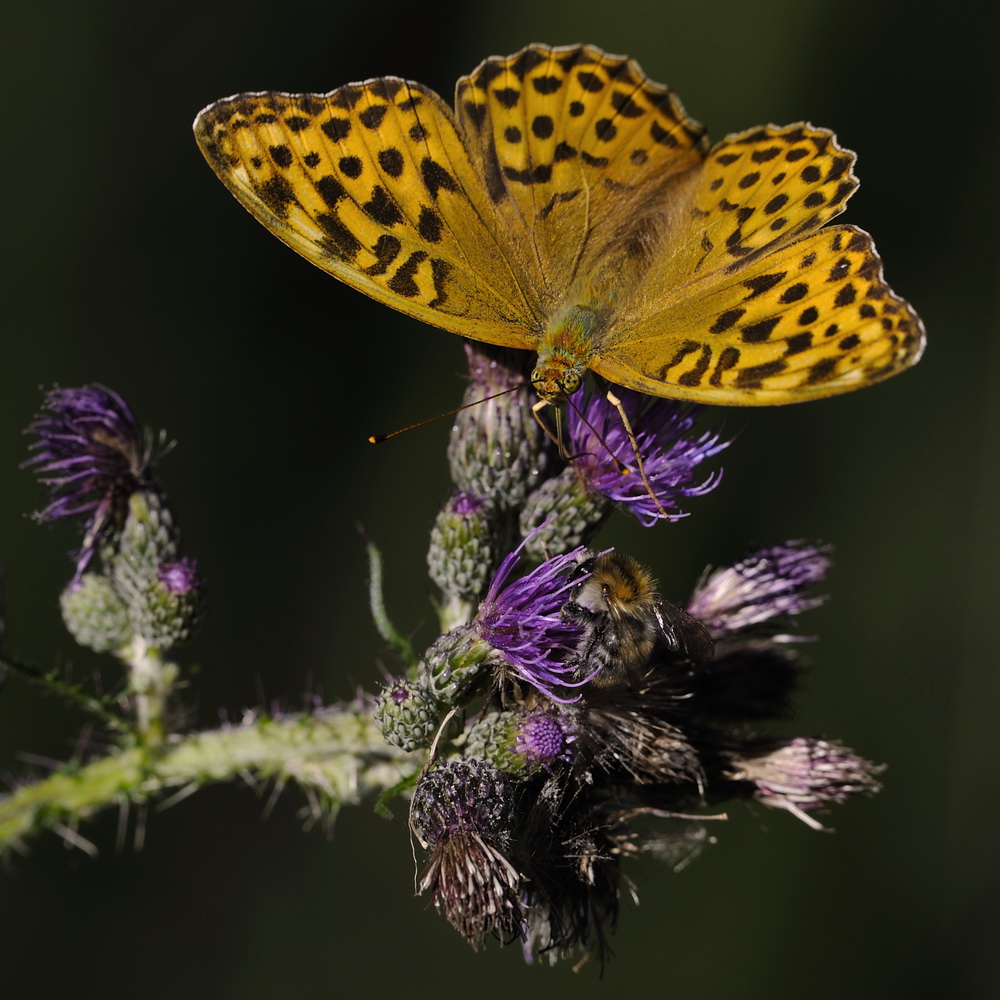 Kaisermantel und ein Bienchen :-)