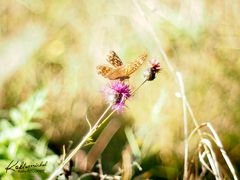 Kaisermantel und Flockenblume