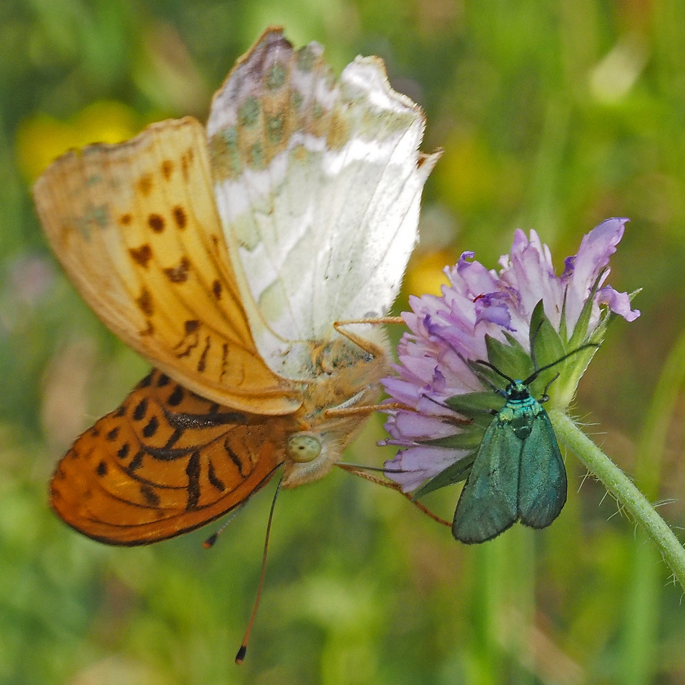 Kaisermantel und Widderchen auf einer Blüte