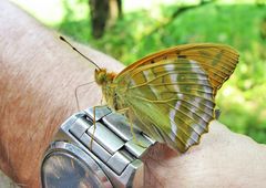 Kaisermantel untersucht meine Uhr