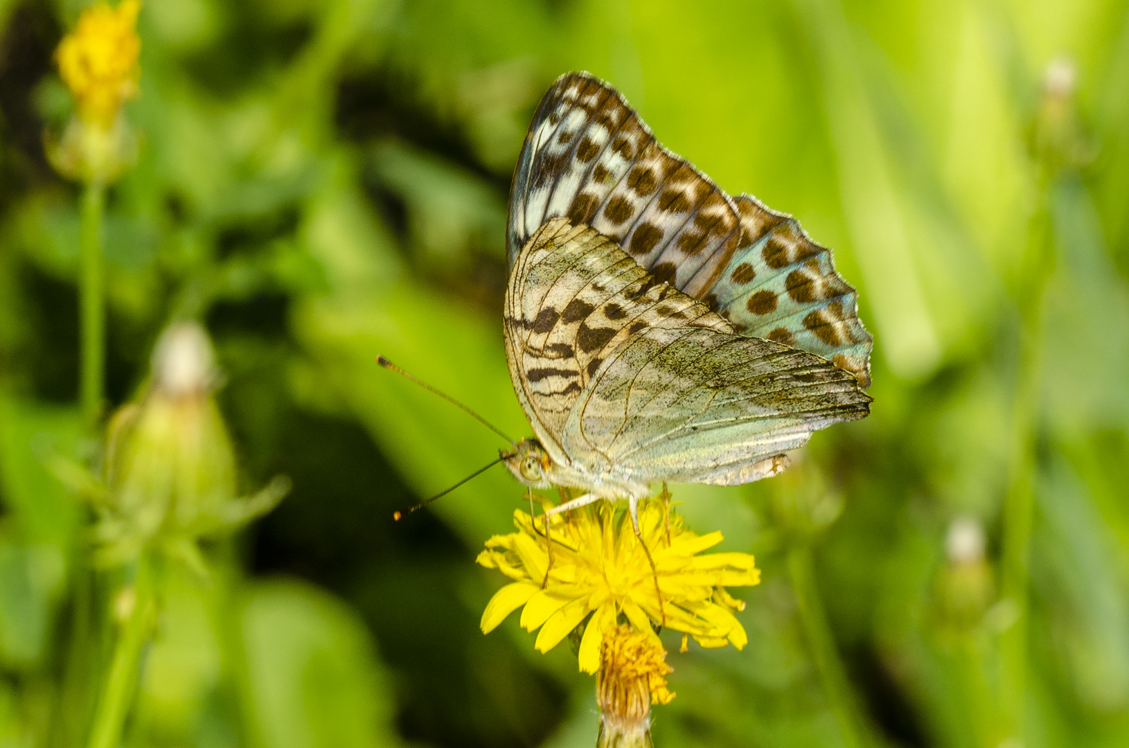 Kaisermantel, verdunkelte Weibchen-Form (Argynnis paphia f. valesina)