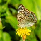 Kaisermantel, verdunkelte Weibchen-Form (Argynnis paphia f. valesina)