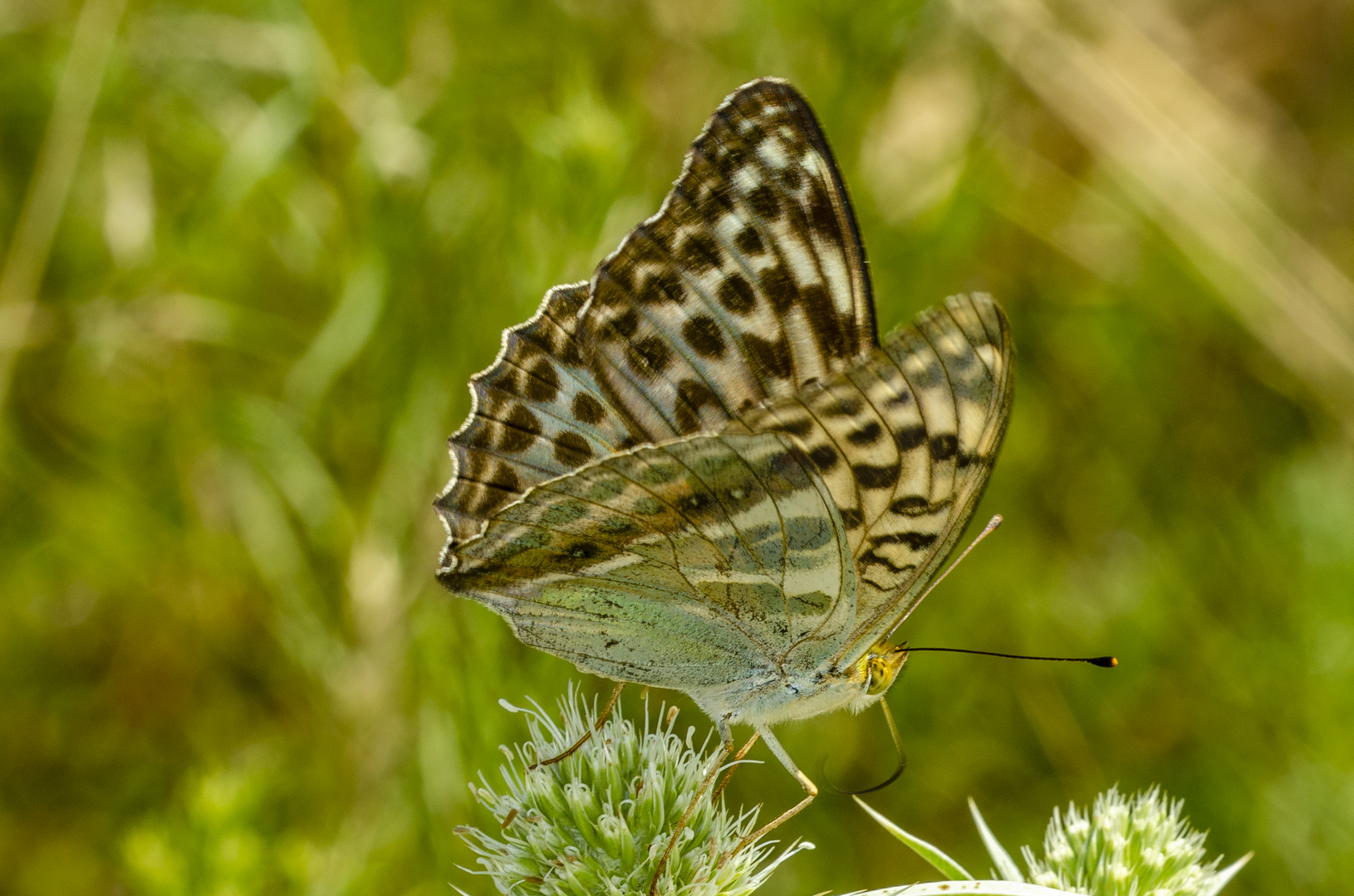 Kaisermantel, verdunkelte Weibchenform (Argynnis paphia f, valesina)